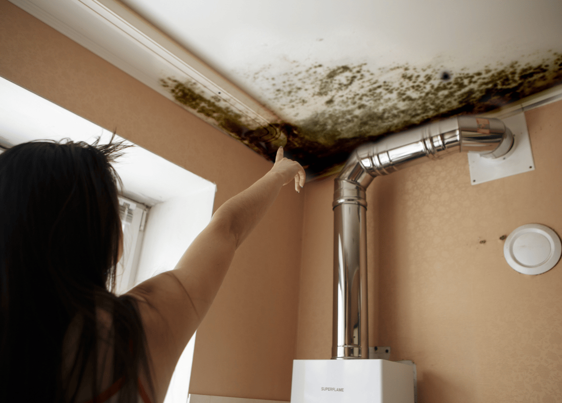 mold inspection and testing near